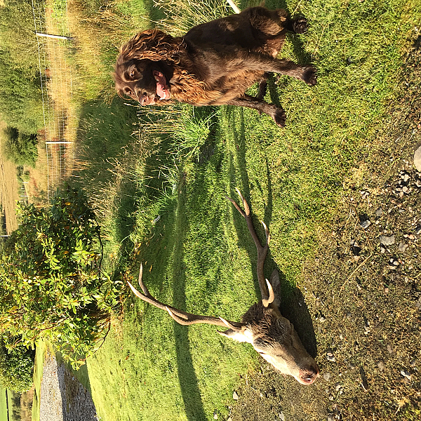 Schotland (4) The 8-pointer