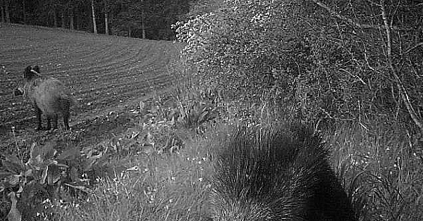Slimme varkens, luie kerels