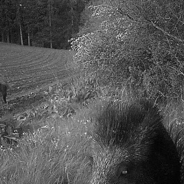 Slimme varkens, luie kerels