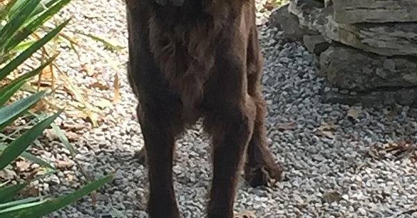 Van jachthond naar hofhond