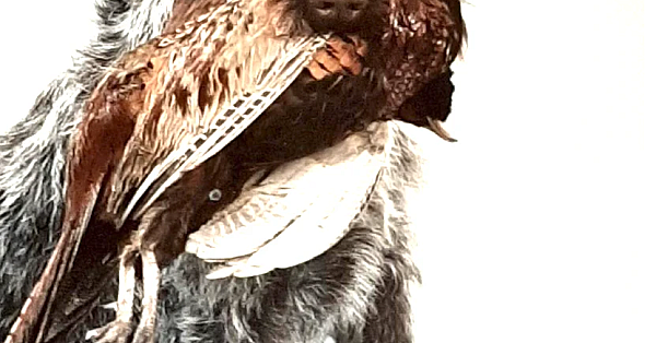 Wat zag de hond?