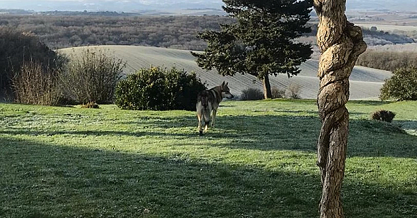Wolvenexpert