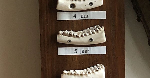 Zeker weten hoe oud? Kijk naar de kaak.