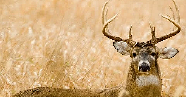 Deer meat for dinner