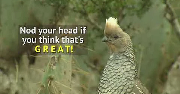 Texas parks wildlife