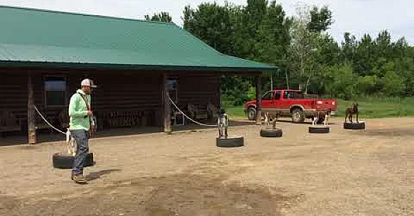 Willow creek kennels